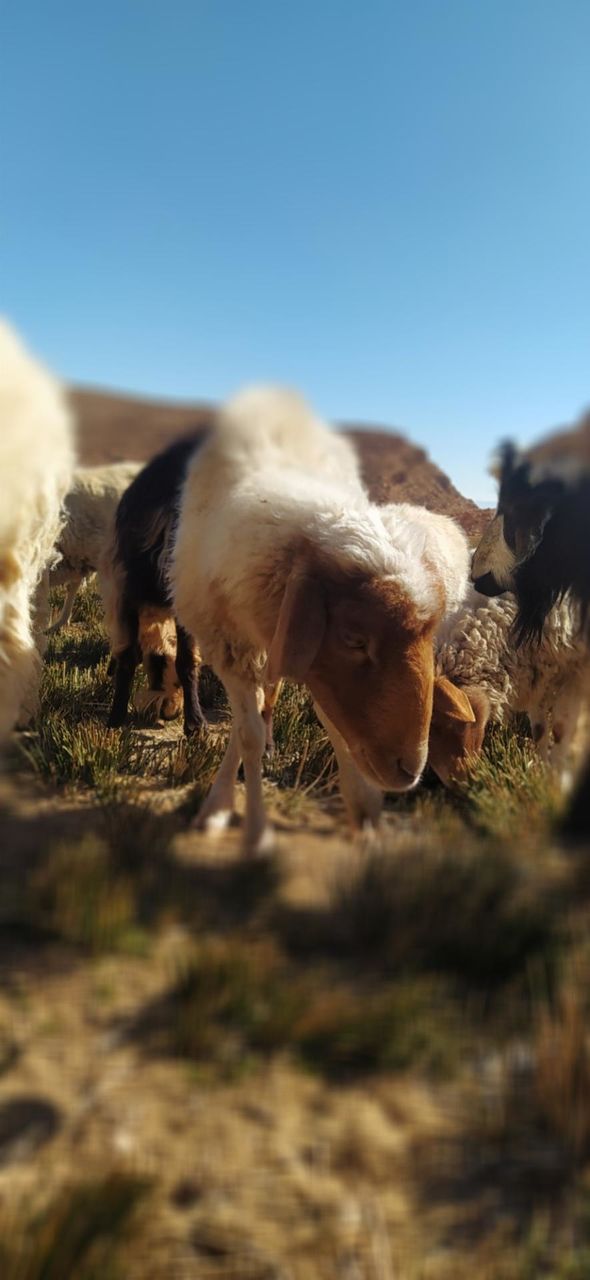 Picture of a sheep eating grass