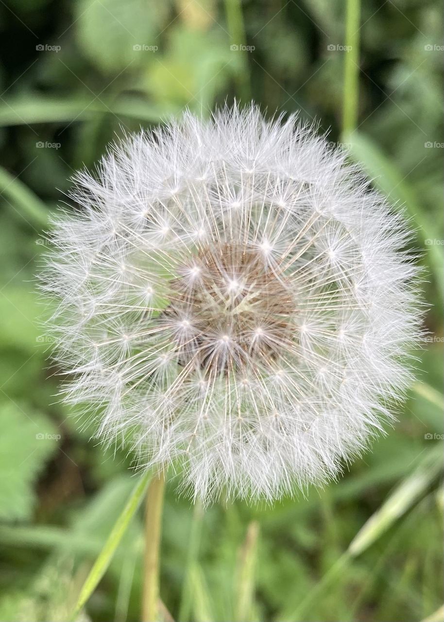 Dandelion 