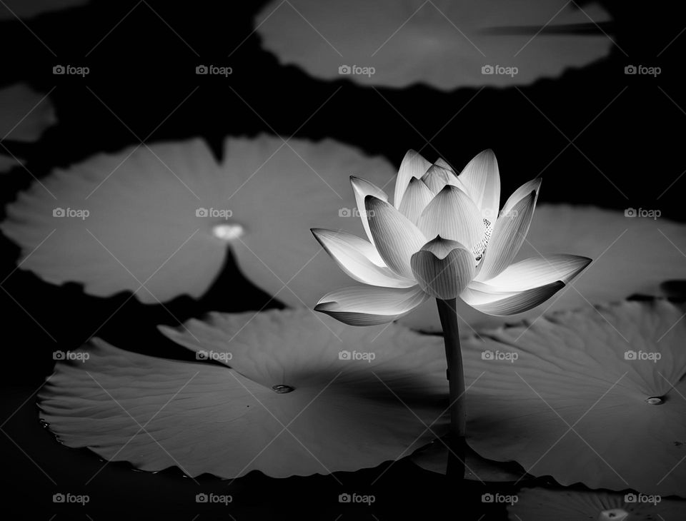 Flower photography - natural setting - Monochromatic 