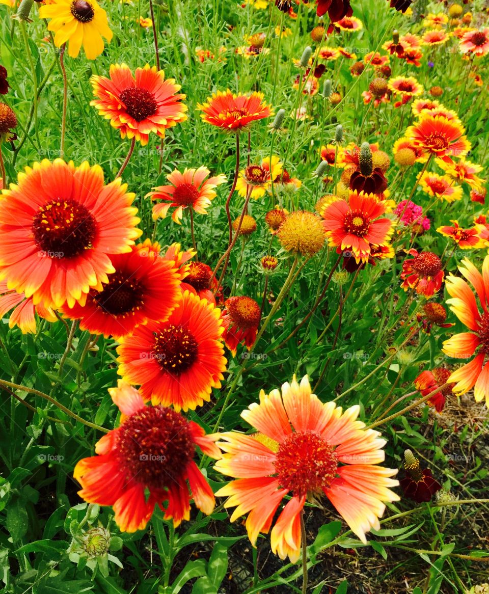 Orange flowers blooming in garden