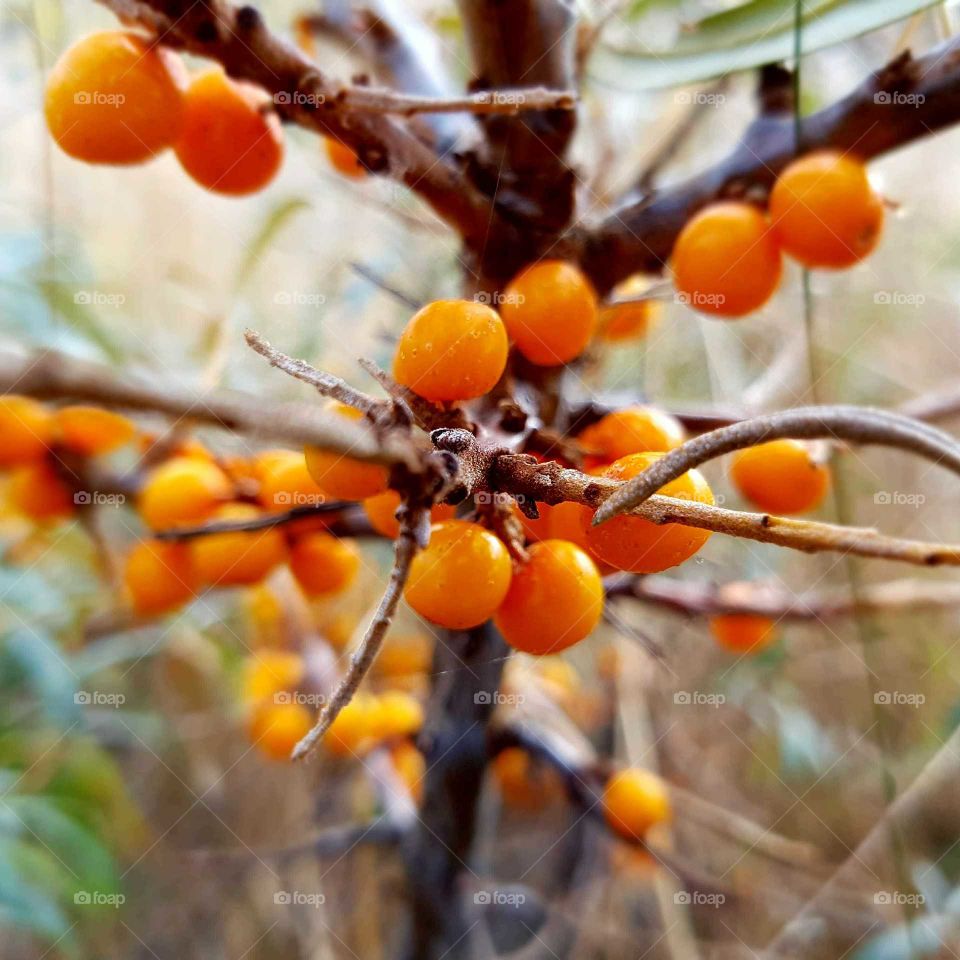 sea ​​buckthorn