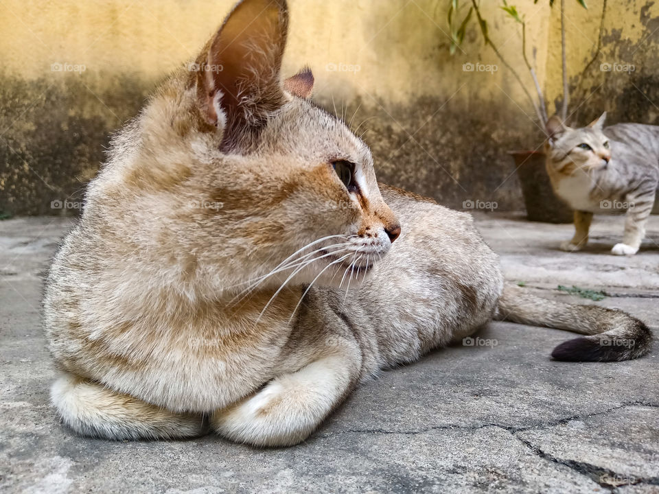 Two cats are seeing something.
