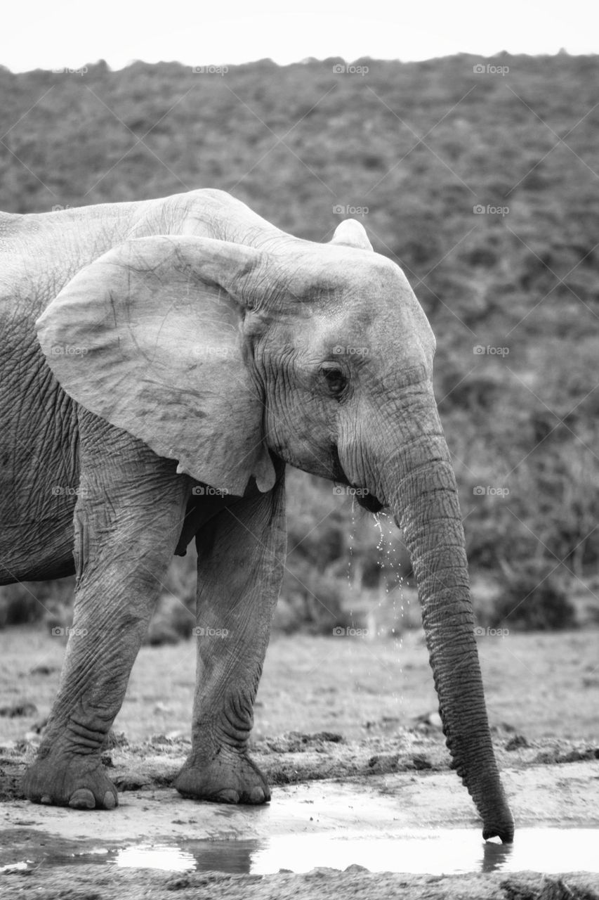 Giant at the waterhole