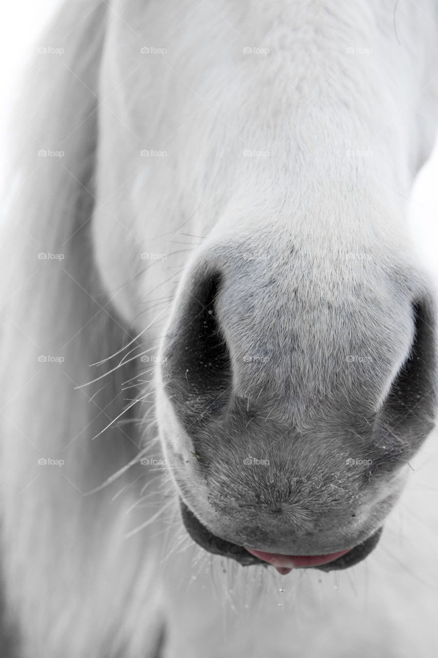 Horse portrait 