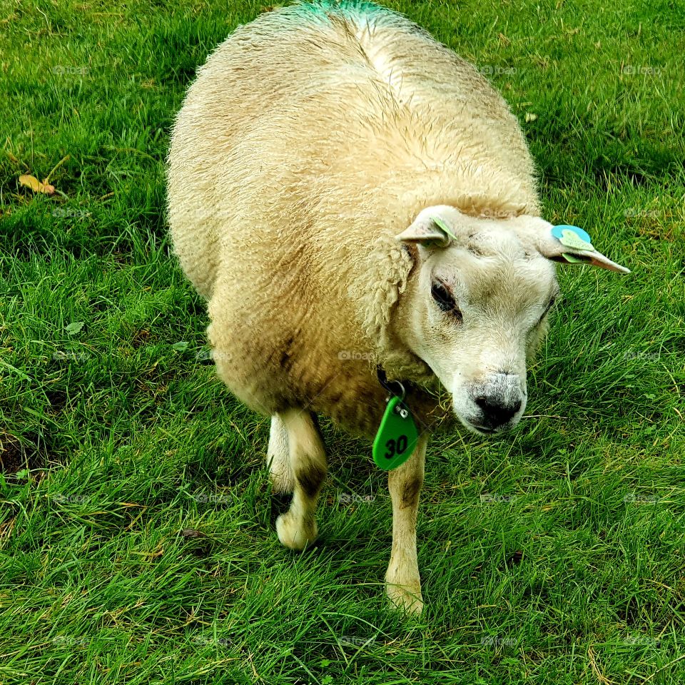 Sheep up close in the photo