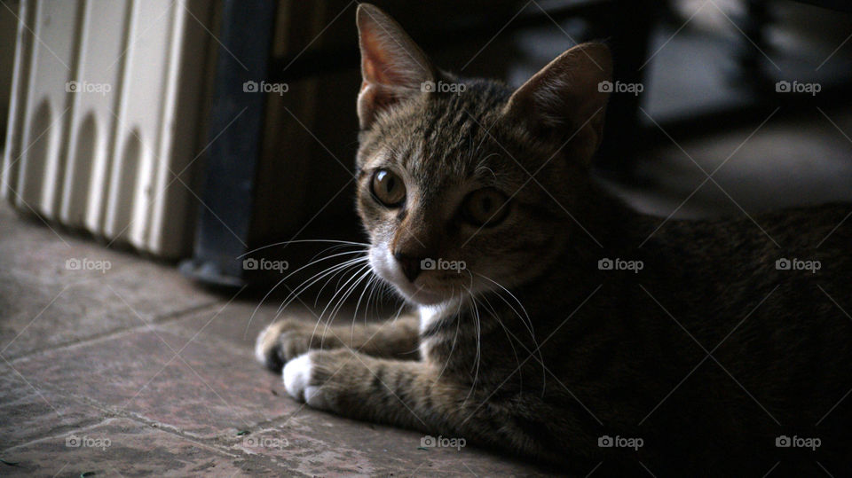 Play of light and shade on the adorable cutie pie