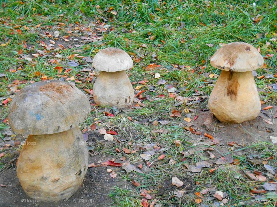 mushrooms wooden