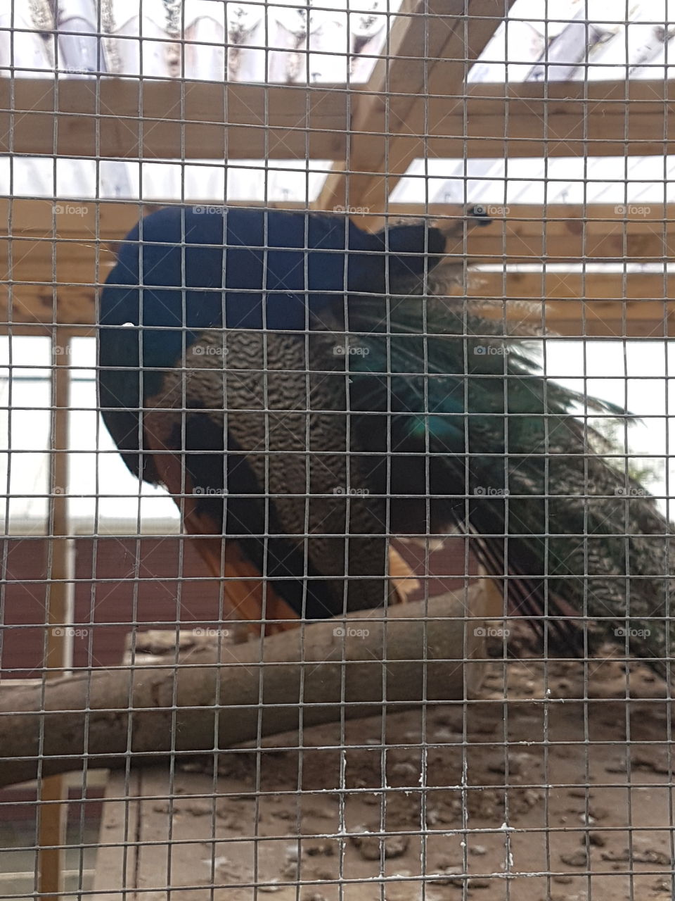 Peacock in enclosure
