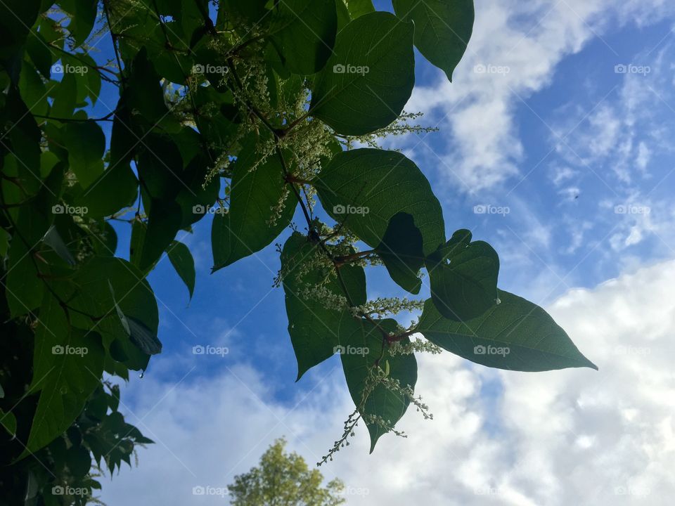 Looking Skyward