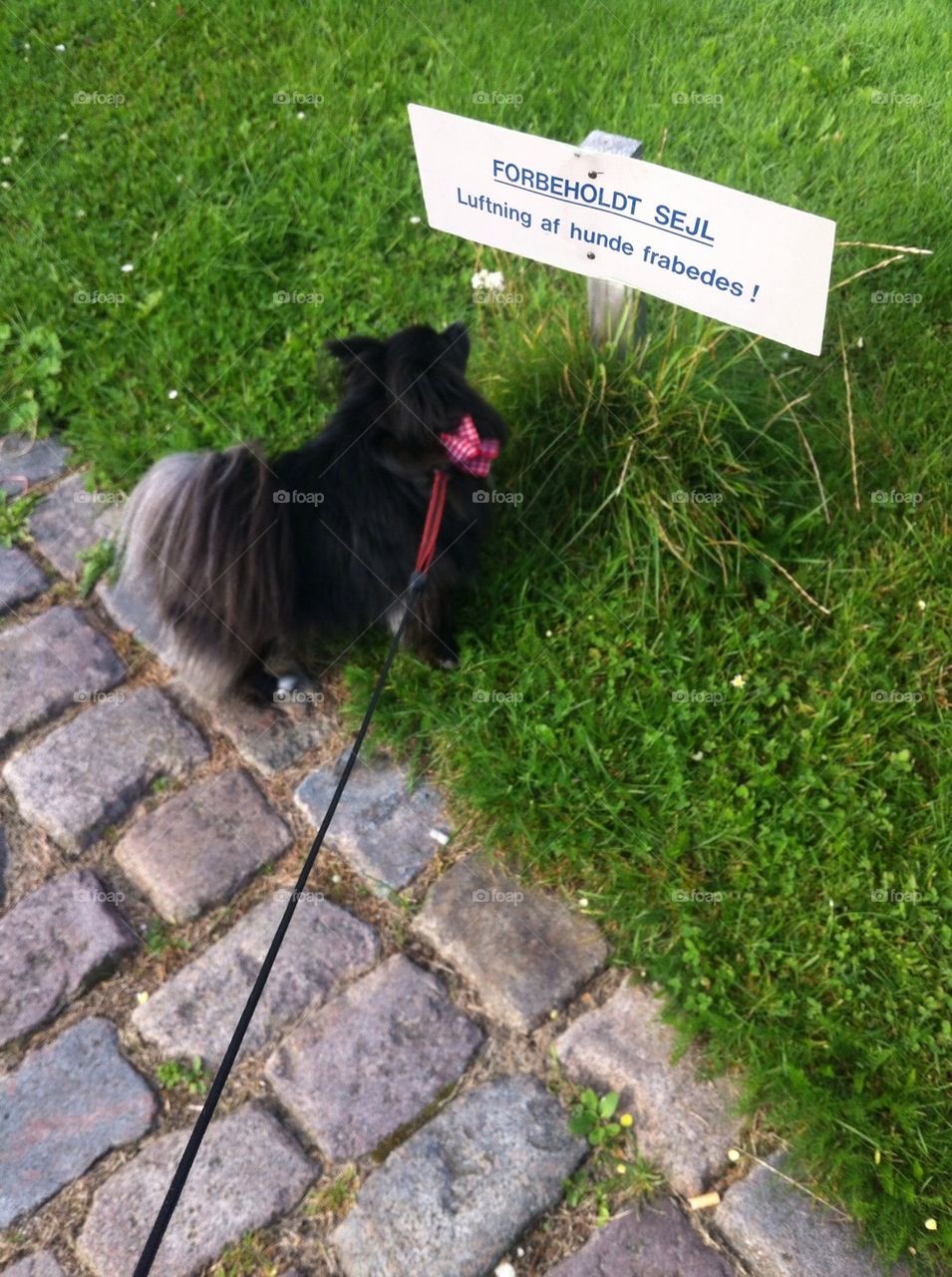 Reading dog