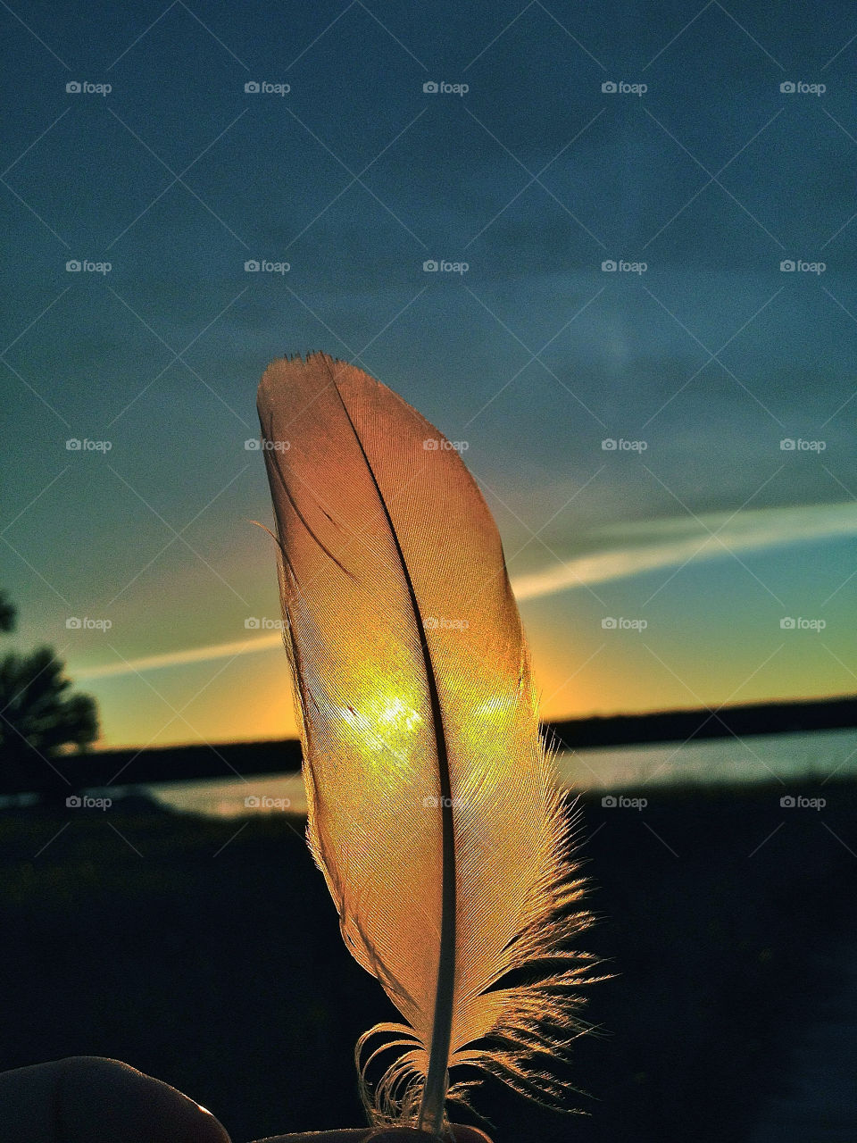 Close-up of feather during sunset