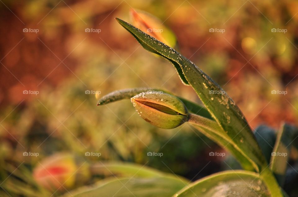 Leaf, Nature, Flora, No Person, Flower