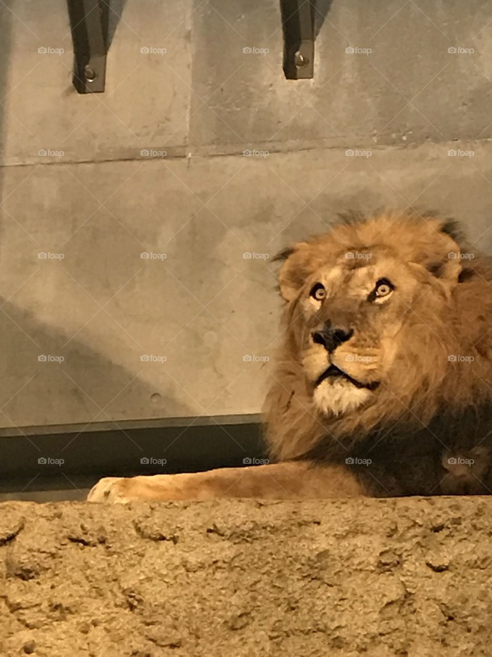 the lion in maruyama zoo