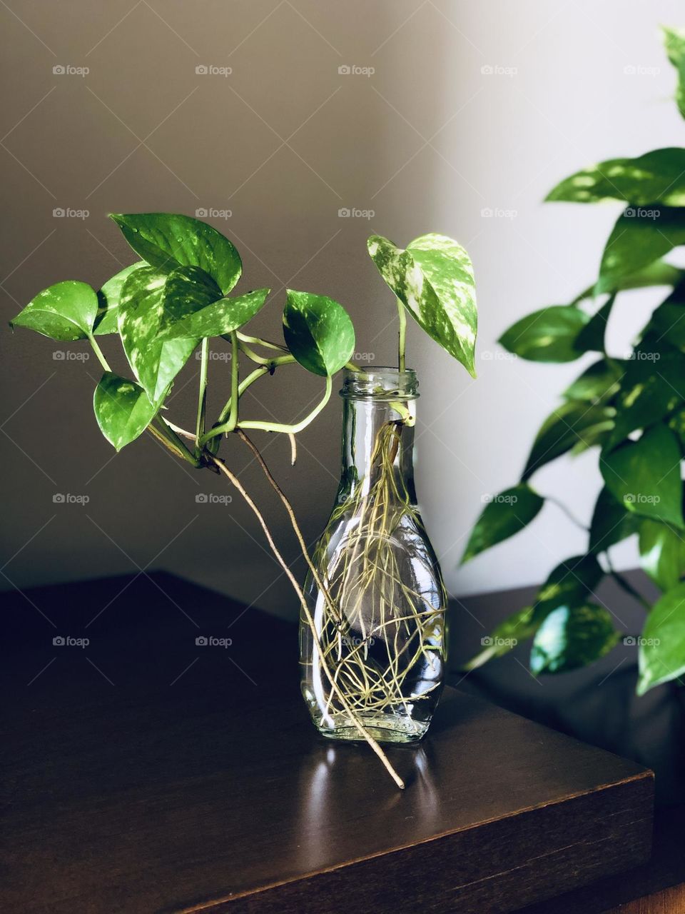 Green plant on the water in a glass 