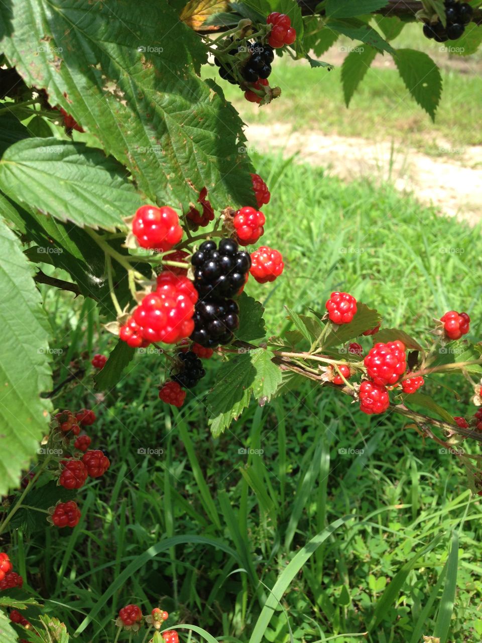 Black berries on the vine