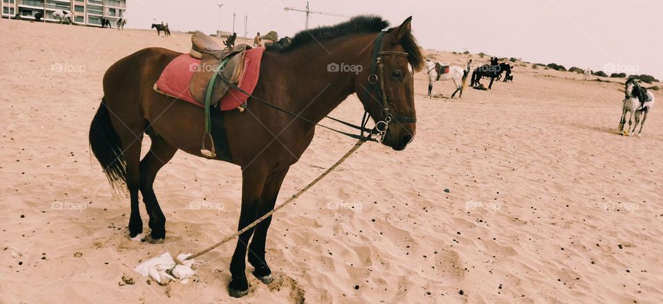 beautiful brown horse