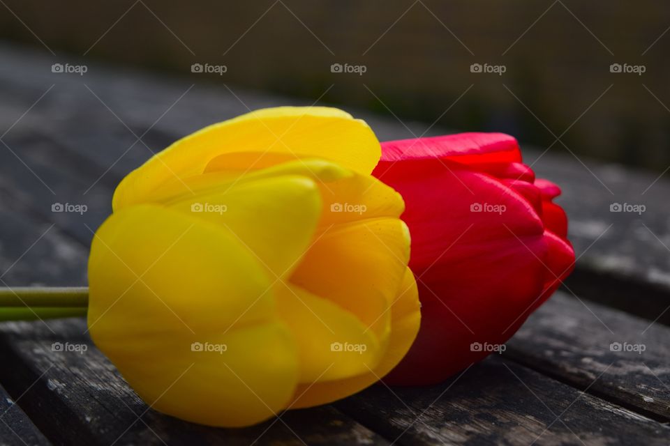 Close-up of red and yellow tulip