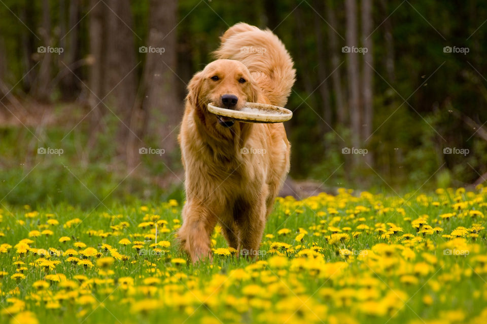 Golden retriever fetching a frisbee in a bed of dandelions
