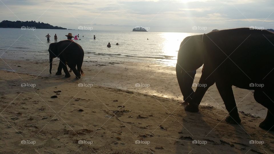 Sunset, elephant on the beach 2