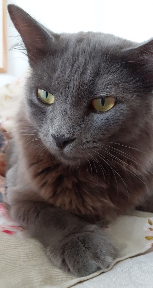 gatinho cinza