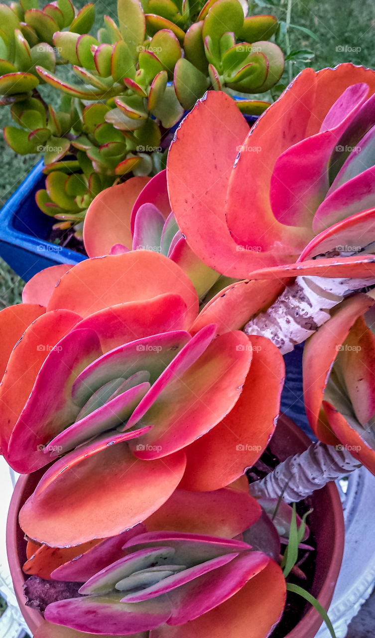 Cacti . Two different succulent plants. The green money tree at the background, and a vibrant cactus variety in the foreground. 