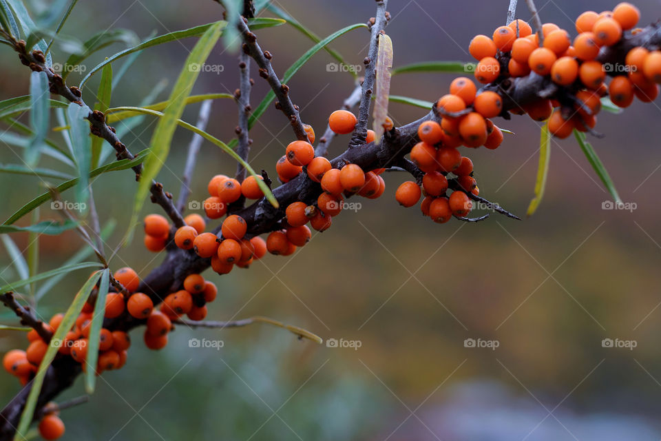 Riped berries on tree branch