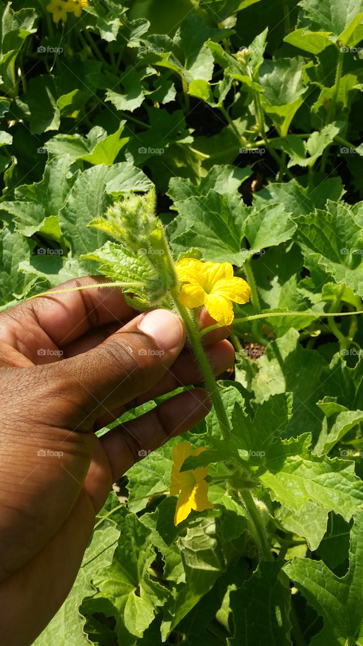 Flora, Agriculture, Nature, Leaf, Food