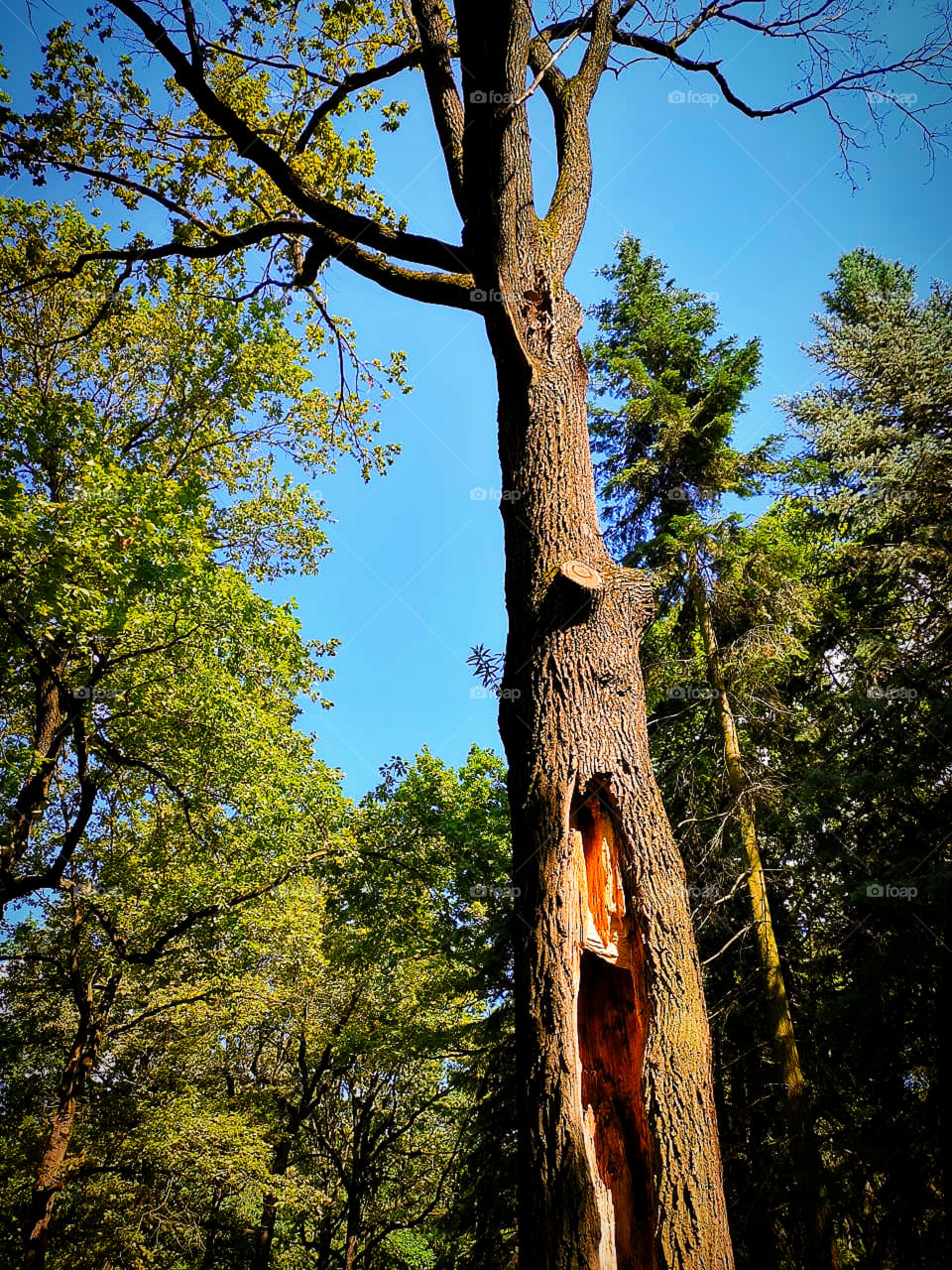 A tree in the forest with a large hollow
