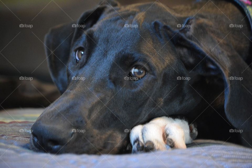 Black Great Dane puppy face