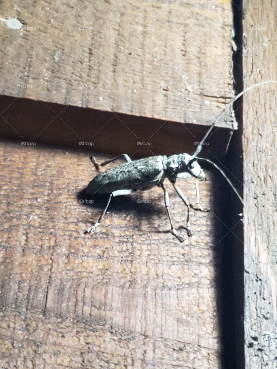 Very inquisitive beetle at our cabin.
