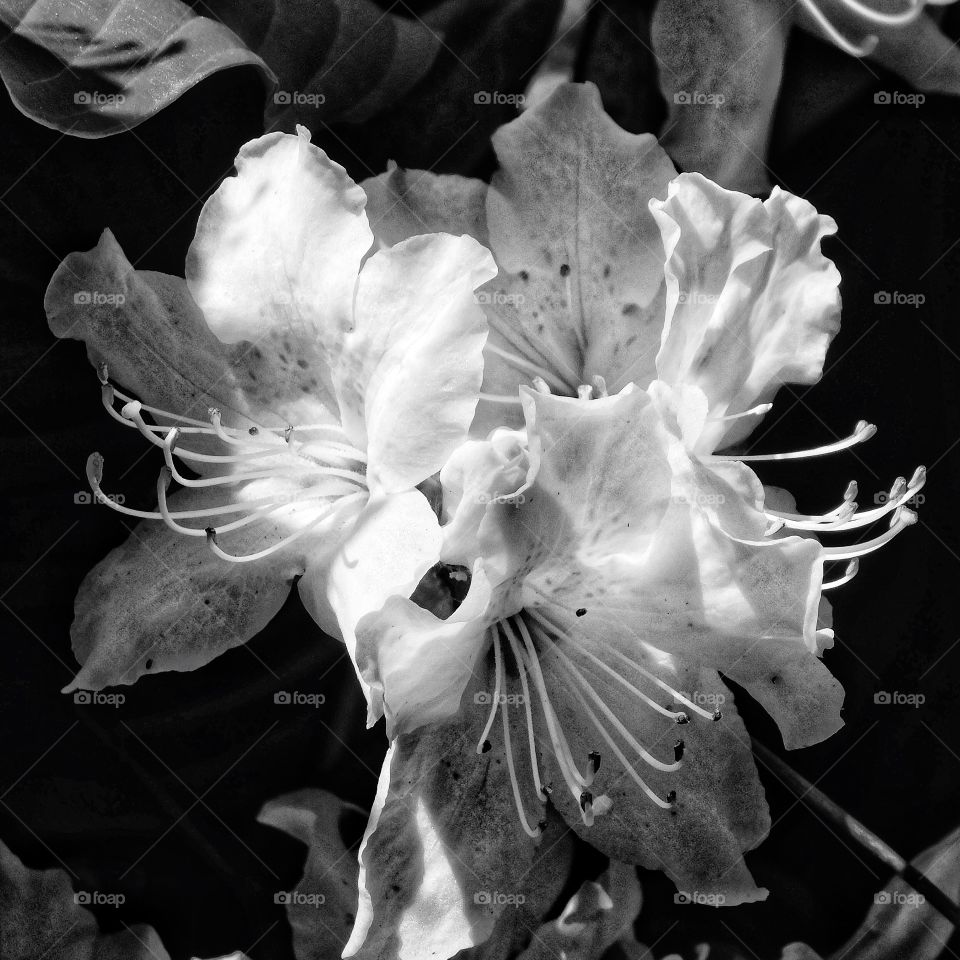 White Azalea in black and white