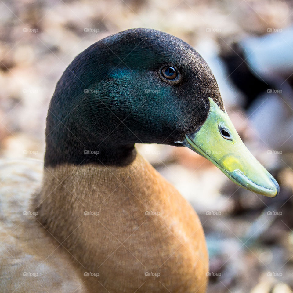 Khahki Campbell male duck