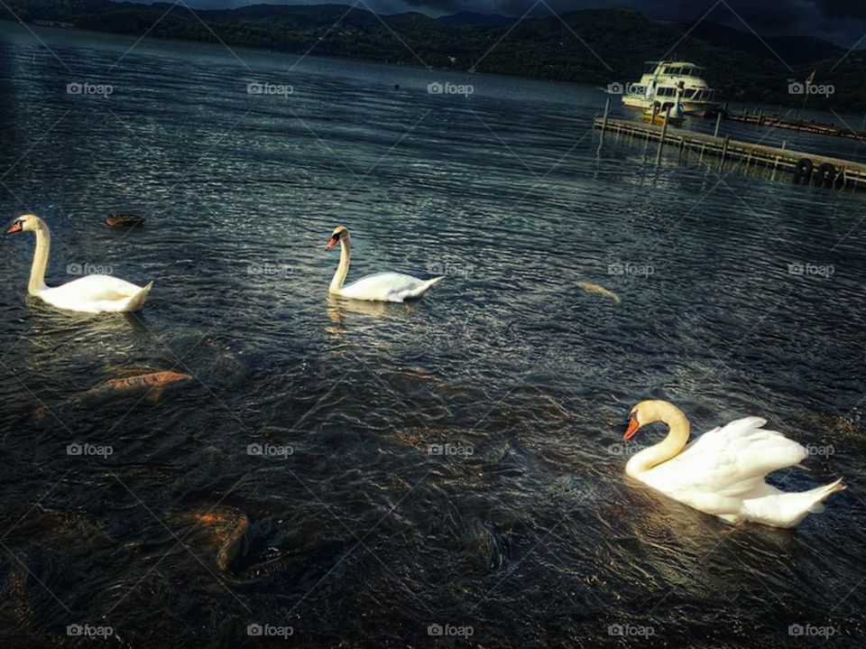 beautiful swans in the riverside view