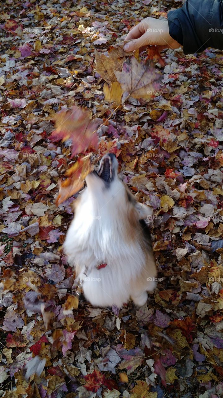 dog attacking leaves