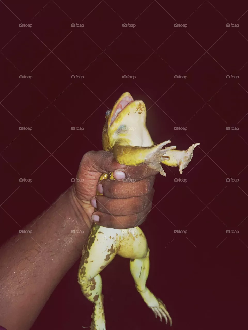 തവള