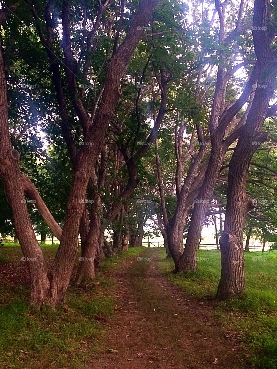 Trees. Tree path in Lorimer Park
