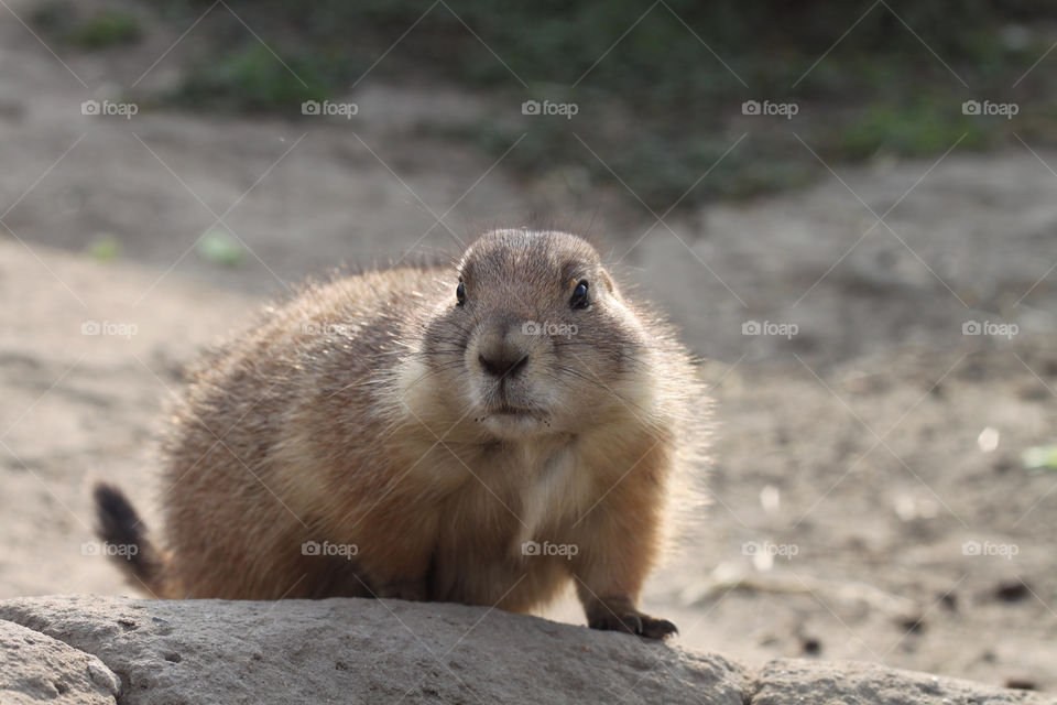 Closeup gopher
