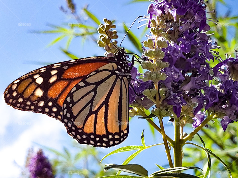 A monarch feeding on purple Chaste tree cluster flowers on a sunny fall afternoon.