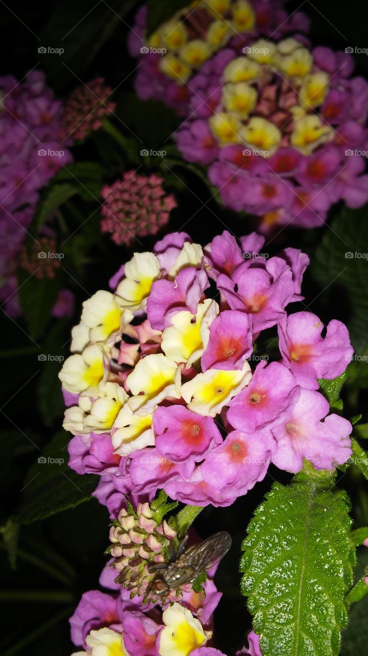 Flower, Nature, Flora, Leaf, Garden