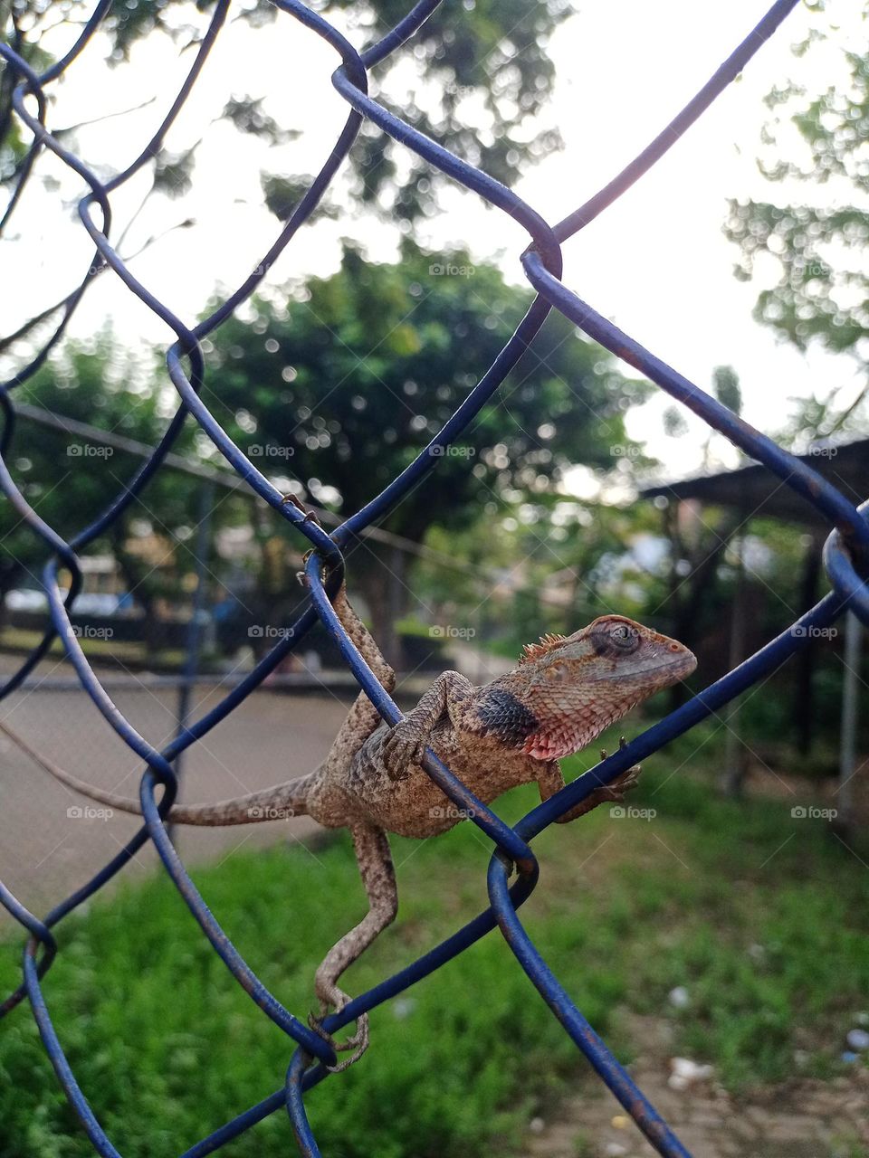 Oriental garden lizard climbing on the metal mesh clousup photo with nice background wildlife photography