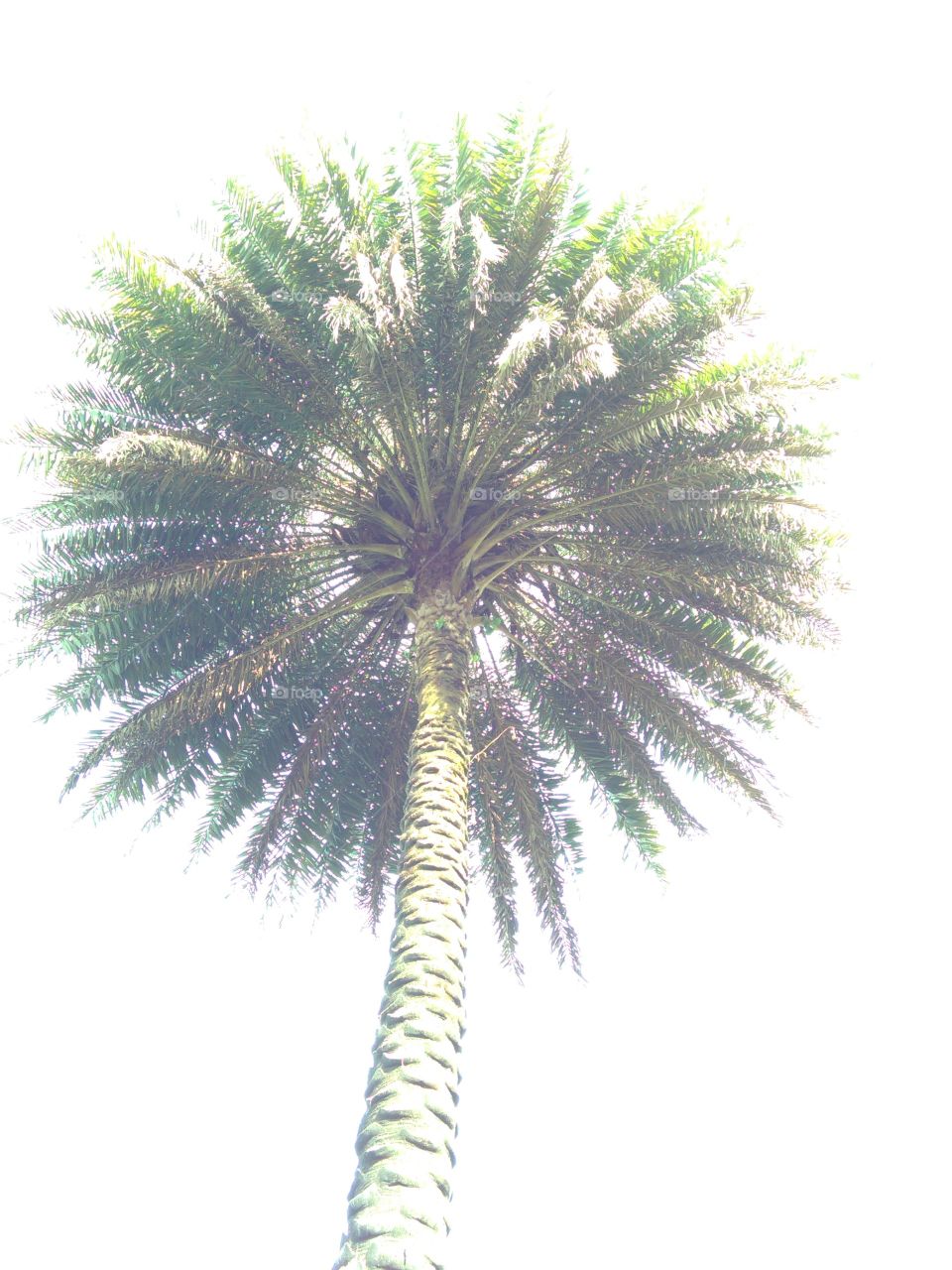 Fotografías de diferentes palmeras tardías de cámara desde abajo.