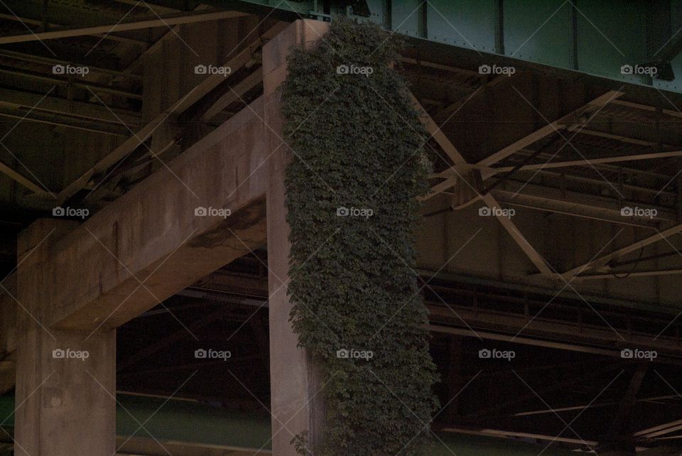 Vines grow up the concrete pillar that supports an over head highway.