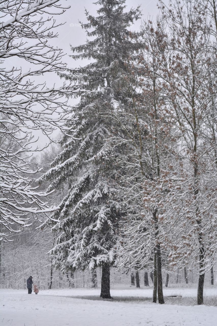 winter beautiful landscape family in the snowy park