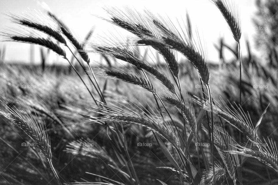 Wheat, Cereal, Bread, Straw, Rye