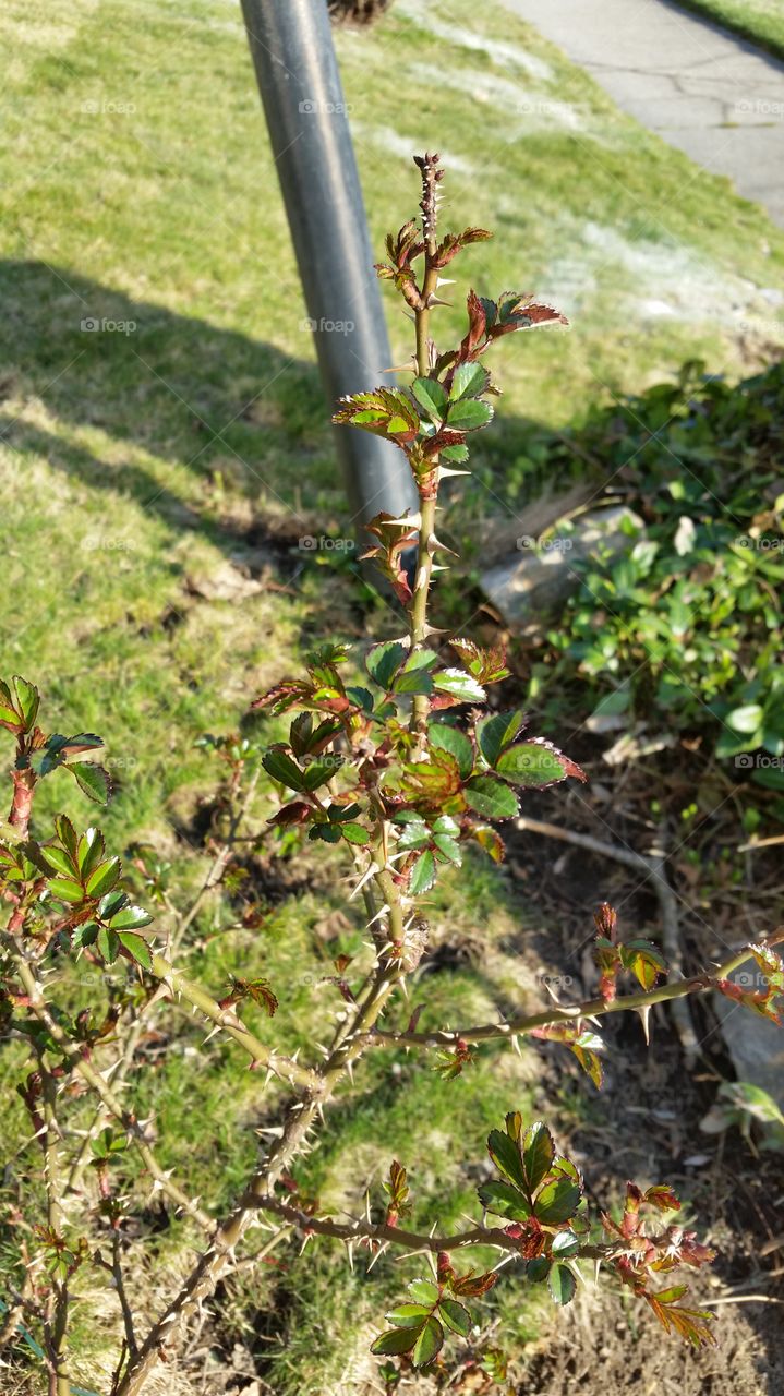 Tree, Leaf, Nature, Flora, No Person