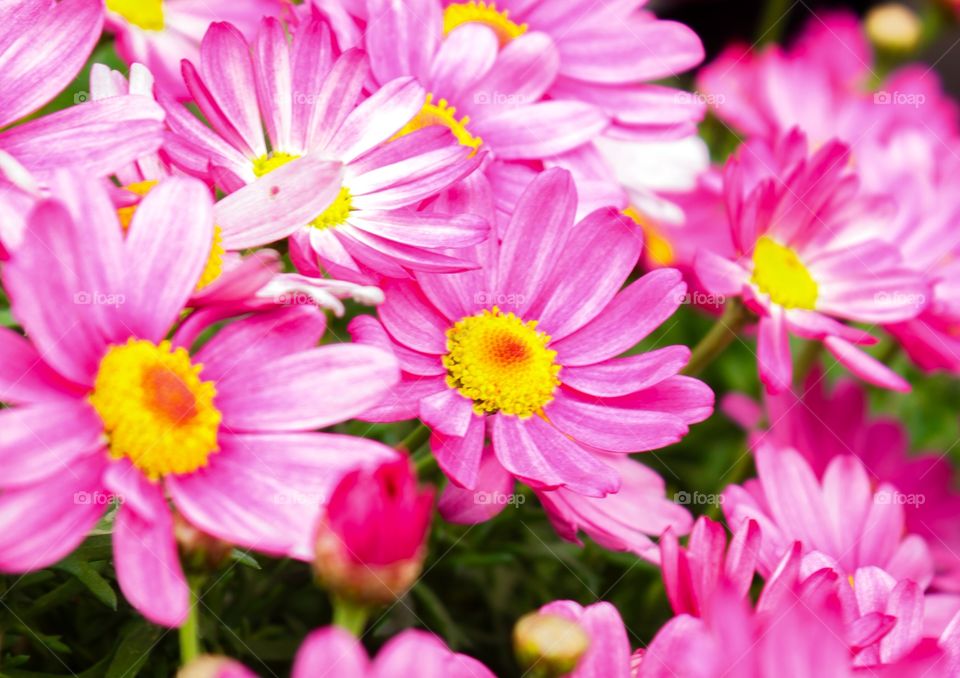 Close-up of pink flowers