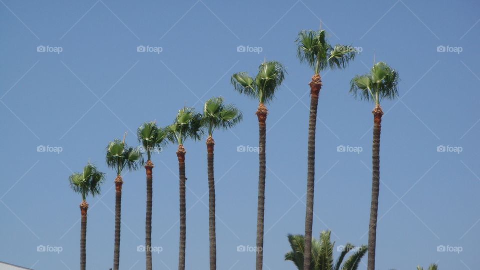 Palm trees in Cannes