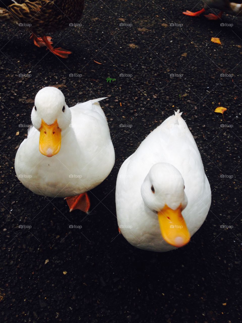 Two beautiful girls white ducks! 