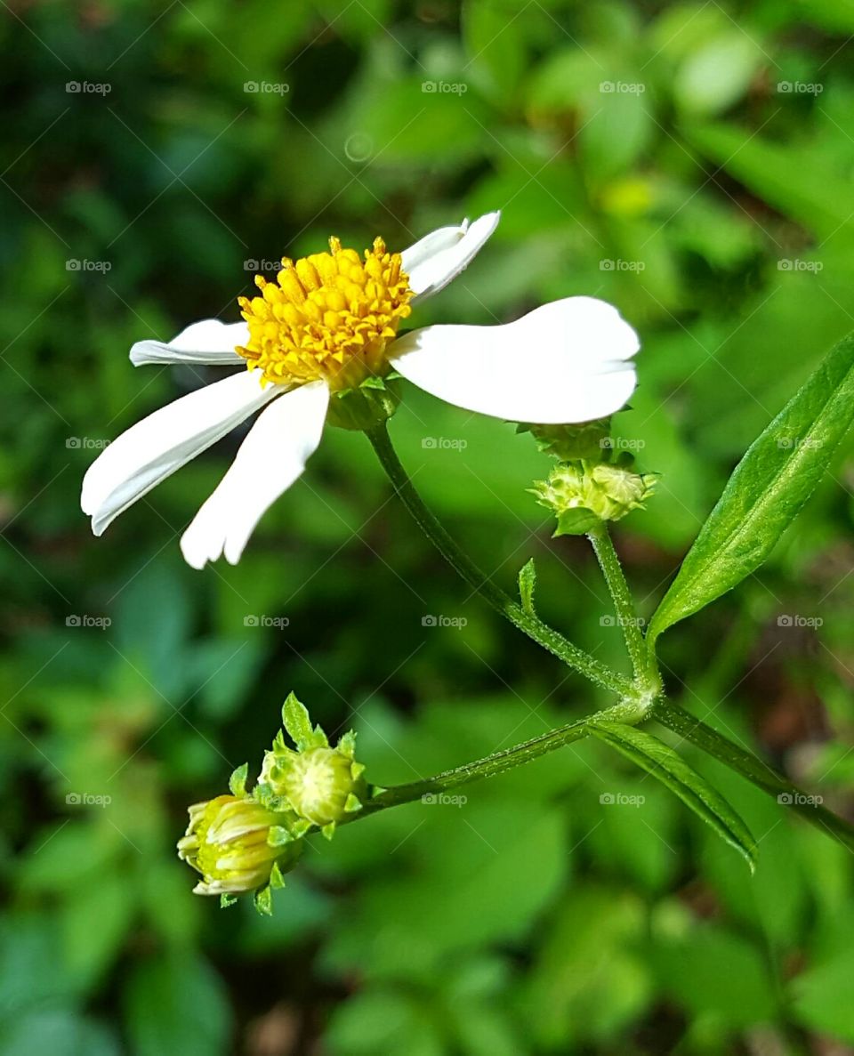 wild flower