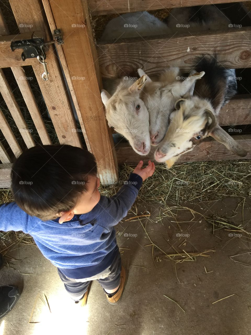 Baby feeding the goats at the farm 